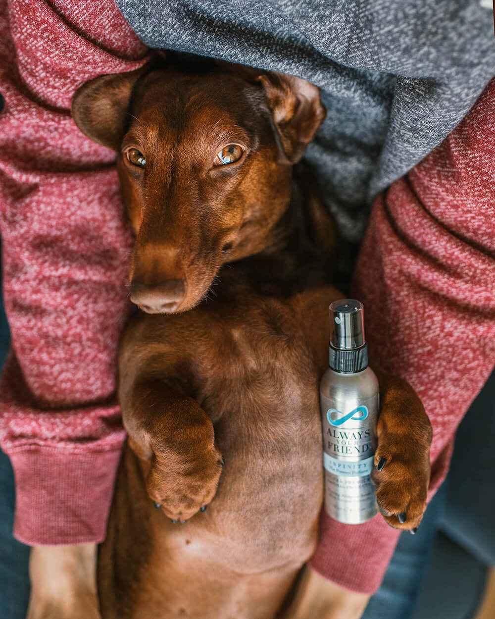 Always Your Friend Perfume Infinity