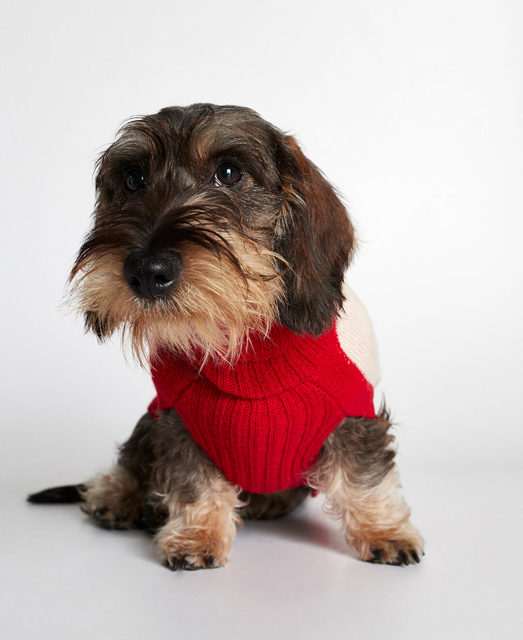 Jersey para perro René image 1