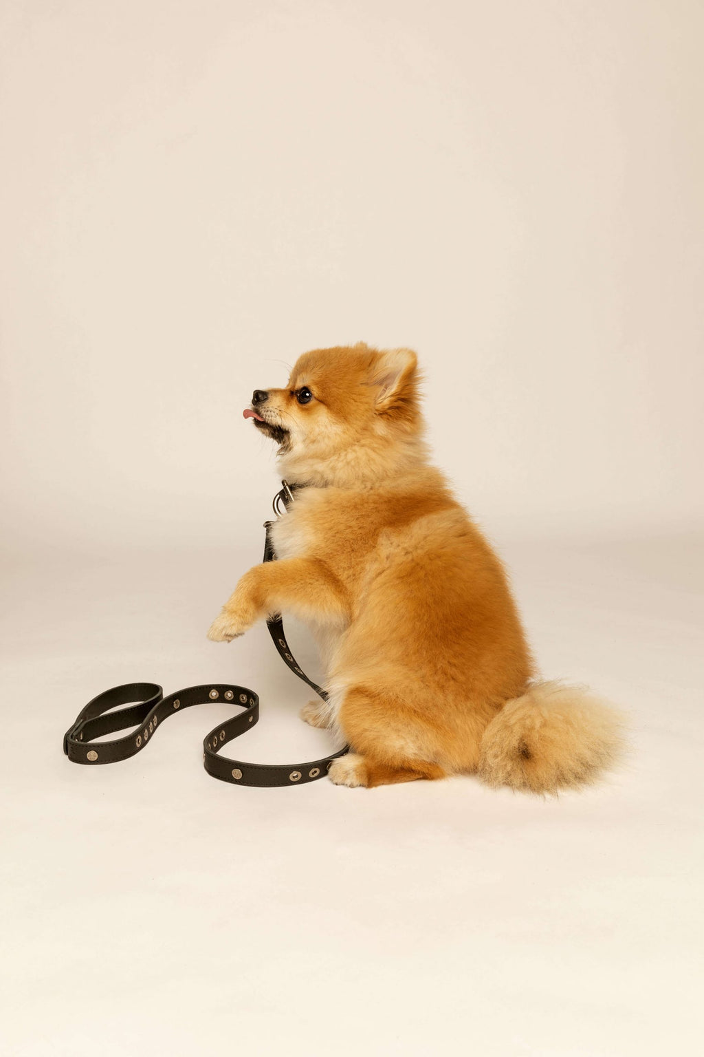 Micuir Pets Correa Tachas image 8