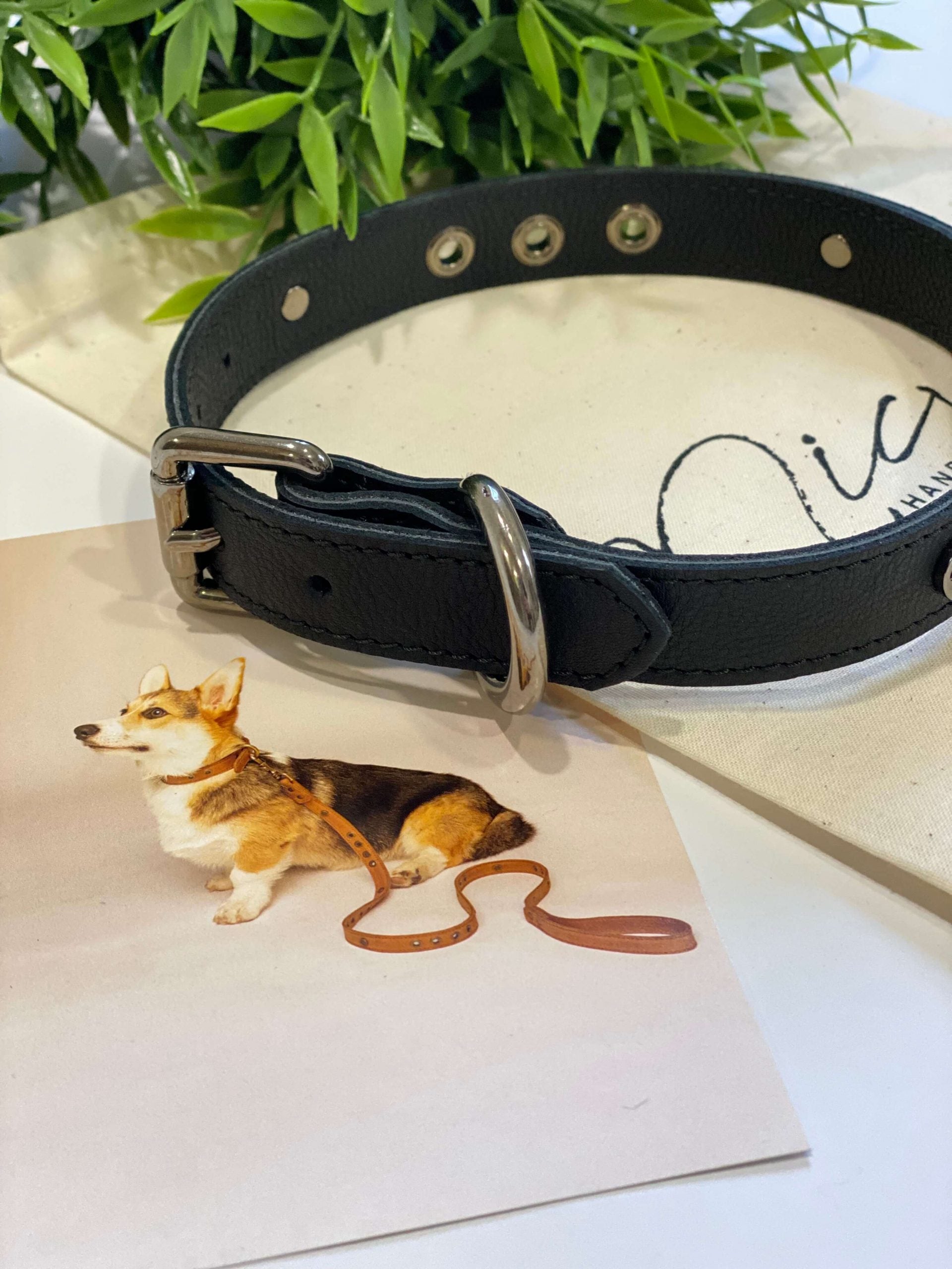 Micuir Pets Collar Tachas image 0