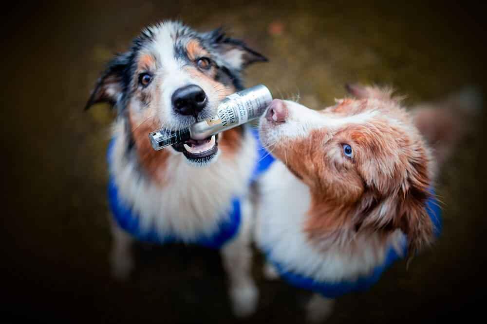 Always Your Friend Perfume Puppy Powder