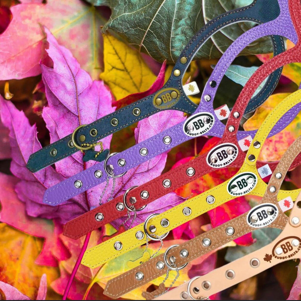 Buddy Belts Premium Blue image 3