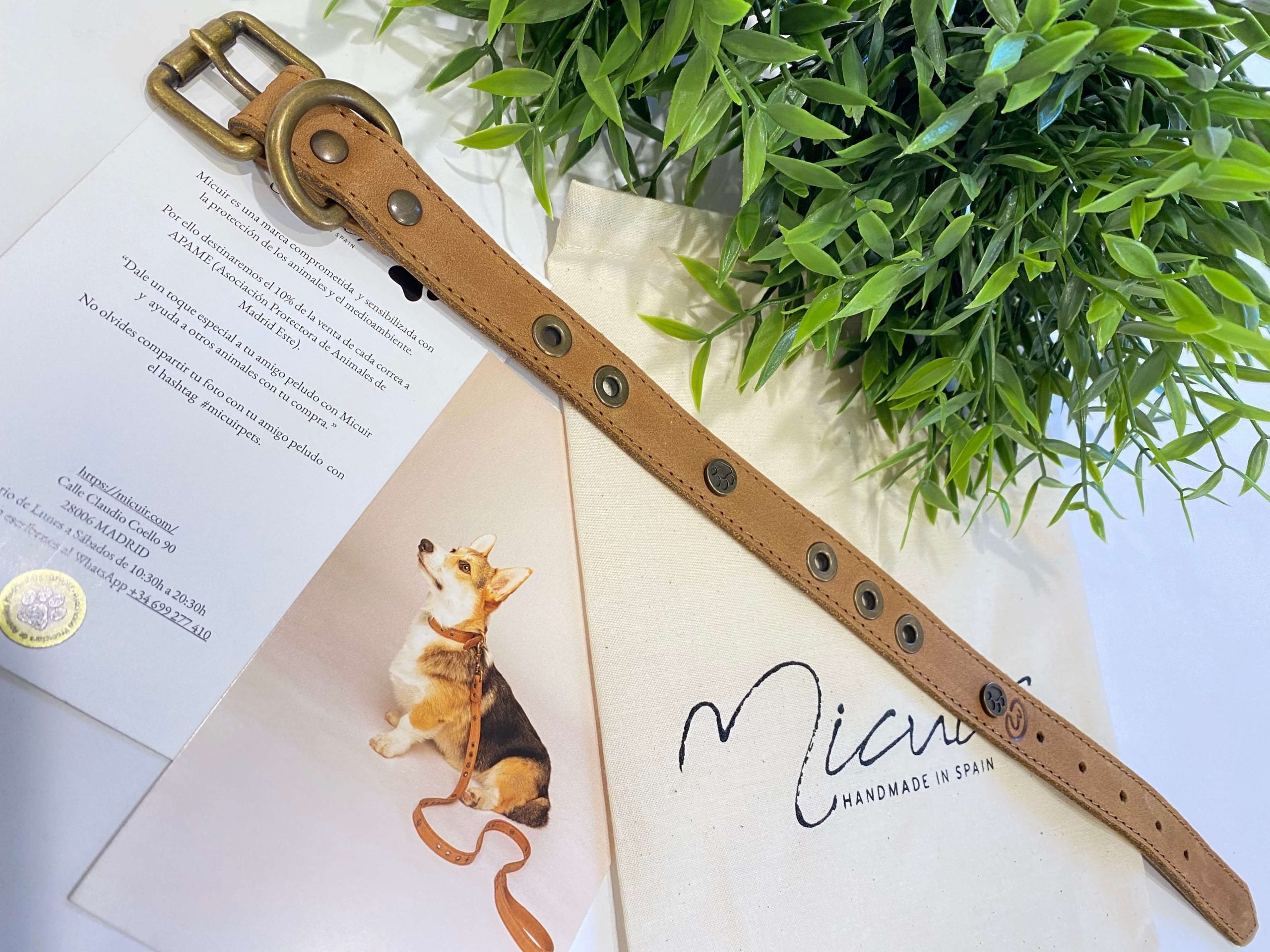 Micuir Pets Collar Tachas image 5