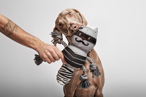 Brutus Mapache Dog image 1