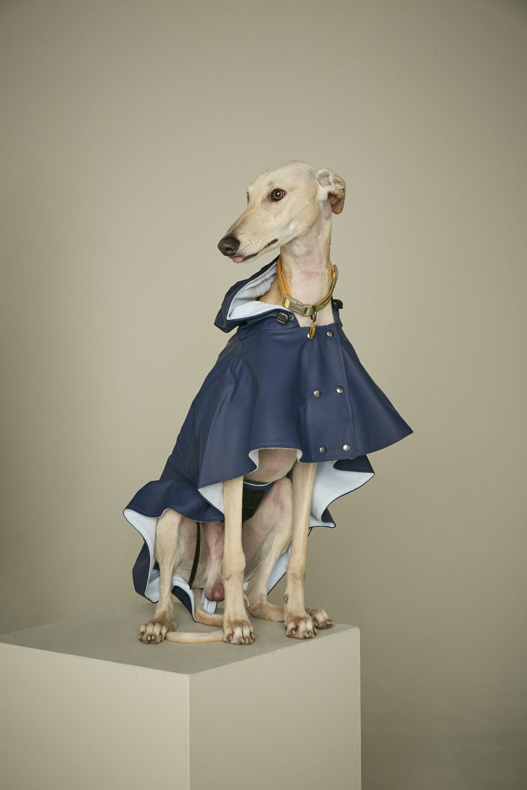 Capa de lluvia perro William image 3