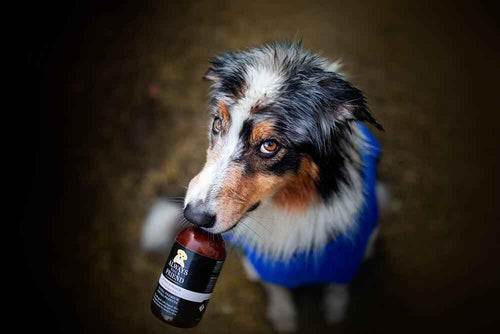 Always Your Friend - Champú cachorro
