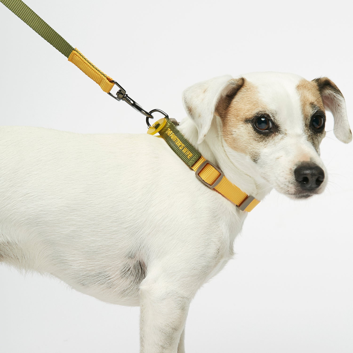 Collar perro Sonia Mimosa y Musgo image 4