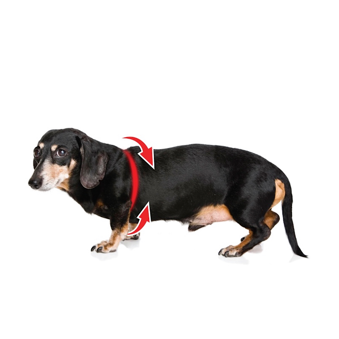 Buddy Belts Luxury White image 2