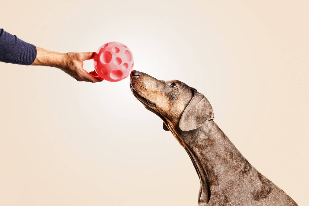 Pelota interactiva snack image 1