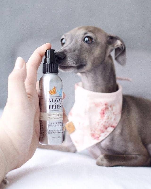 Always Your Friend Perfume Butterflies image 1