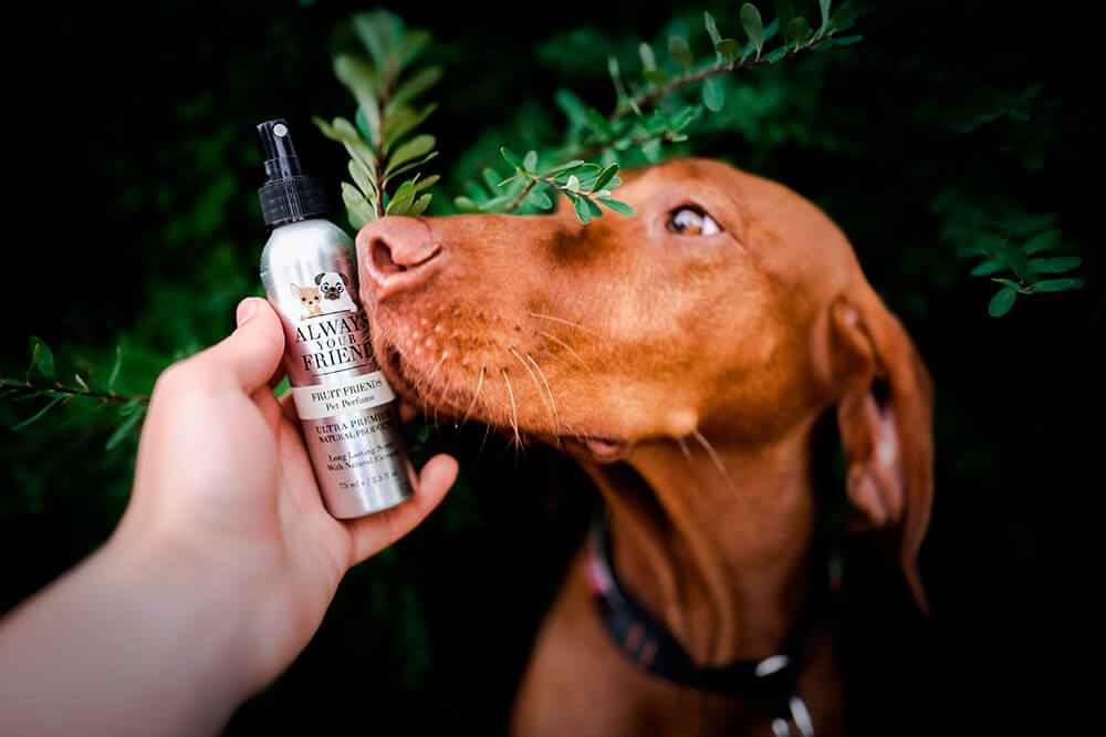 Always Your Friend Perfume Fruit and Friends