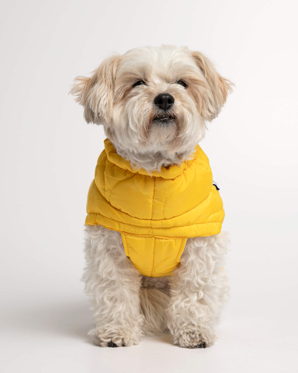 Plumas Puffer Abrigo Perro image 1