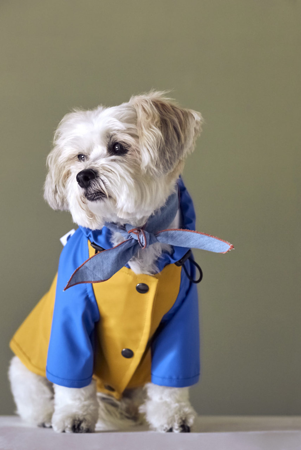 Chubasquero Sarah Azul y Amarillo image 1