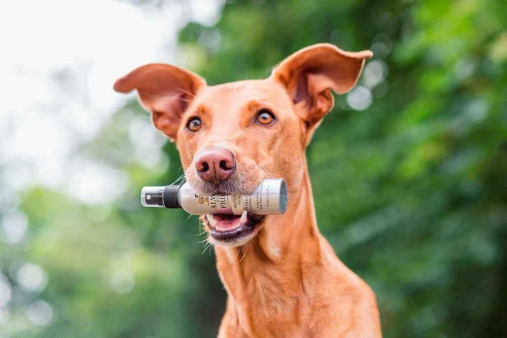 Always Your Friend Perfume Fruit and Friends