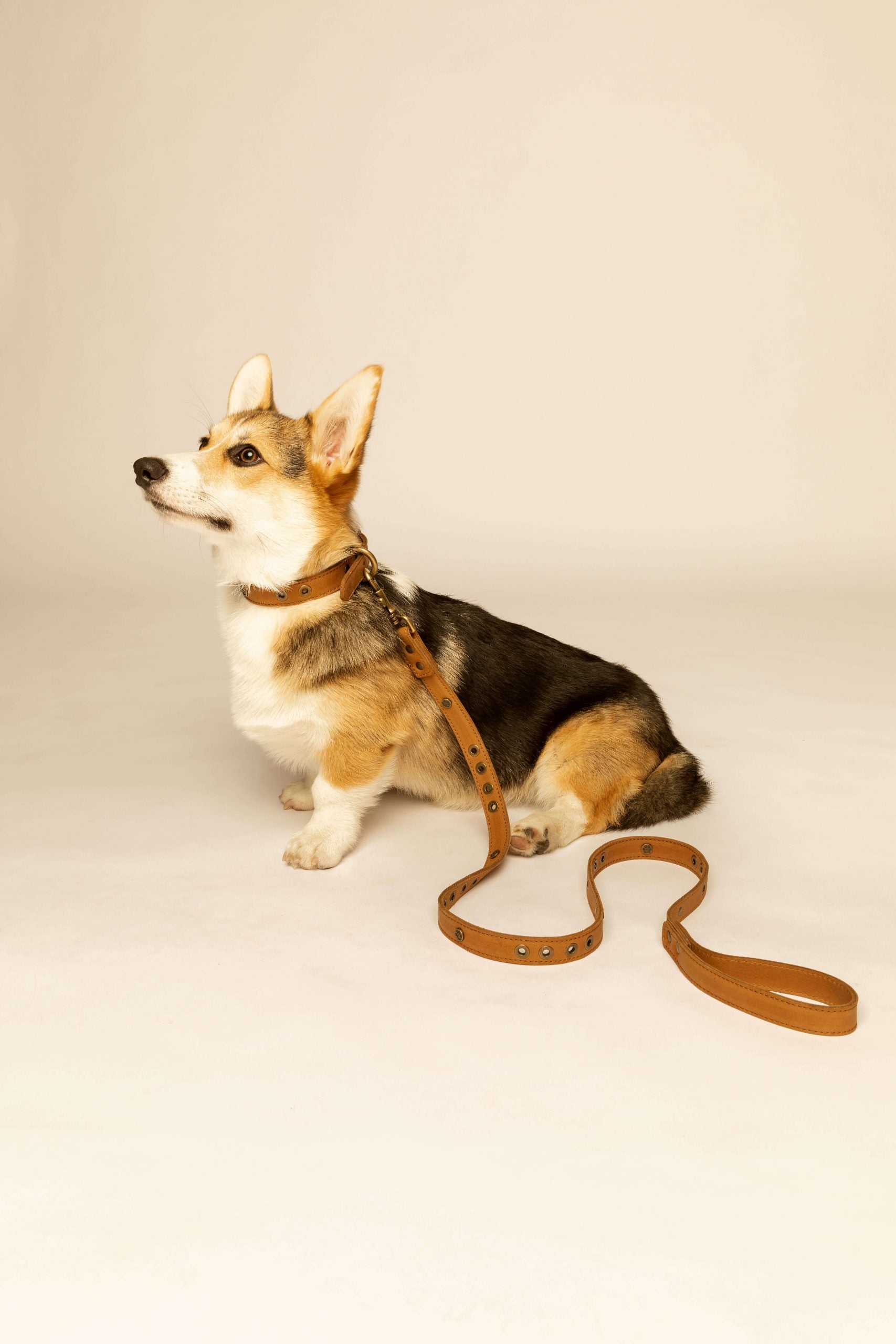 Micuir Pets Correa Tachas image 3