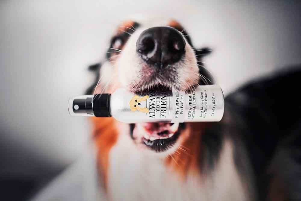Always Your Friend Perfume Puppy Powder