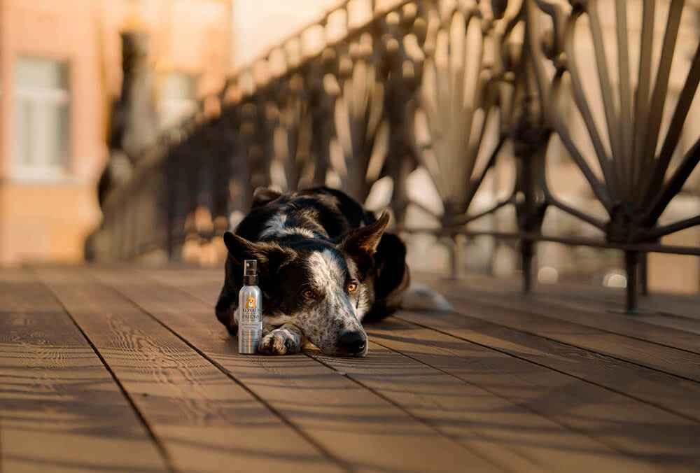 Always Your Friend Perfume Puppy Powder